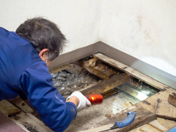 Best Commercial Mold Remediation in Groveland, ID