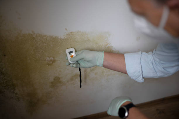 Trusted Groveland, ID Mold Remediation Experts